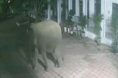Voi rừng phá tường rào vào khuôn viên trường học ở Sơn La