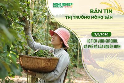 Thị trường nông sản 2/8/2026: Hồ tiêu vững giữ đỉnh, cà phê và lúa gạo ổn định