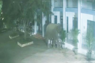 Voi rừng phá tường rào, xông vào trường học ở Sơn La