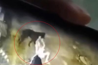 Truy tìm con chó 20kg lao vào tấn công bé trai 6 tuổi ở Đồng Nai