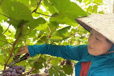 IFAD tiếp tục rót vốn cho phát triển nông thôn tại Việt Nam