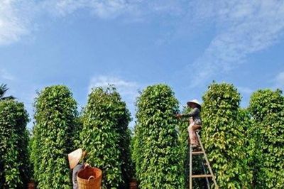 Hồ tiêu giữ đà tăng trưởng