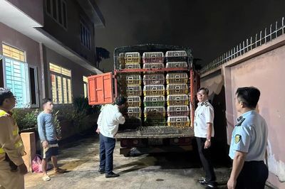 Mạnh tay xử lý các vi phạm trong chăn nuôi, thú y