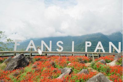 Fansipan rực rỡ mùa hoa xác pháo