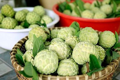 Ngọt lành mùa na chín dưới chân Tam Đảo
