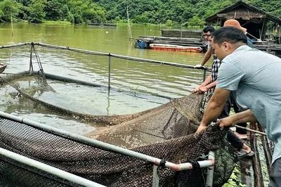 Nghệ An: Cá trên sông Lam tiếp tục chết bất thường