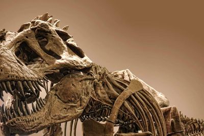 Vết xước bí ẩn trên xương khủng long hé lộ sự thật về T. rex