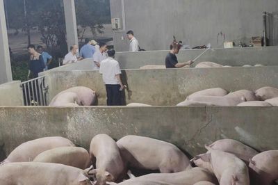 Phát hiện heo sử dụng chất cấm Salbutamol tại Đồng Nai: Nghi vấn đưa heo từ nơi khác về các điểm tập kết để 'thúc' tăng trọng