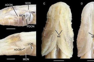 Phát hiện loài 'cá ác quỷ' kỳ dị