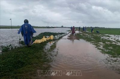 Khẩn trương bảo vệ hơn 37.000 ha lúa Hè - Thu trước nguy cơ mưa lớn