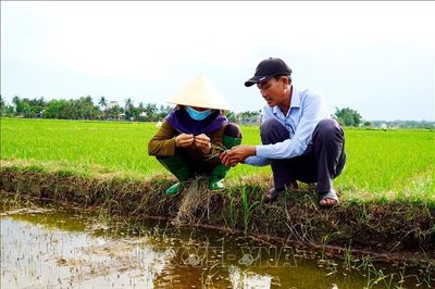 Xâm nhập mặn có thể lấn sâu tại Đồng bằng sông Cửu Long