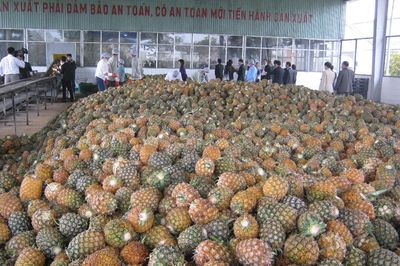 Xuất khẩu nông lâm thủy sản đạt gần 43 tỷ USD, điểm sáng từ rau quả và thủy sản