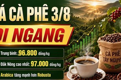 Giá cà phê hôm nay 3/8: Cao nhất 97.000 đồng/kg