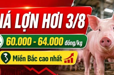 Giá lợn hơi hôm nay 3/8/2026: Nhiều nơi giữ mức 60.000 đồng/kg