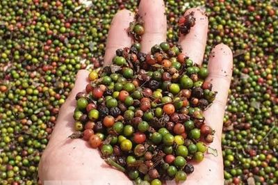 Giá tiêu hôm nay 3/8/2026: Trong nước giữ đỉnh 141.000 đồng/kg, thị trường thế giới đi ngang