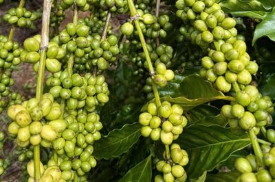 Giá cà phê hôm nay 3/8/2026: Tây Nguyên giảm nhẹ, Arabica tăng gần 6% trong tuần