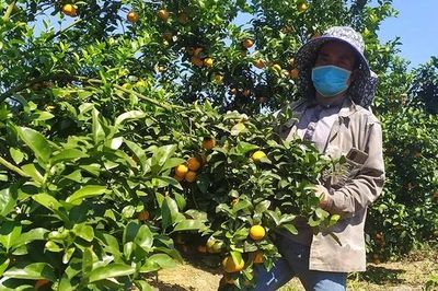 Phú Thọ phát triển cây có múi theo hướng bền vững