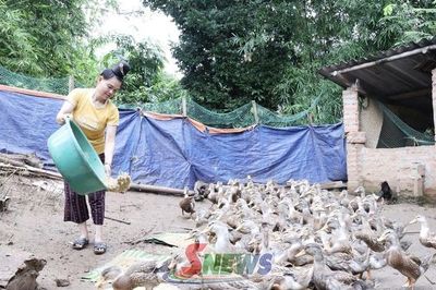 Mường Khiêng khôi phục mô hình nuôi vịt bản địa