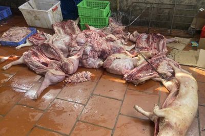Chuyển cơ quan điều tra vụ gần 1 tấn thịt lợn nghi nhiễm dịch tả lợn châu Phi ở Hưng Yên