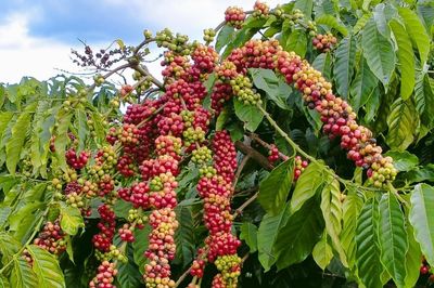 Ngày 3/8: Giá cà phê đồng loạt, hồ tiêu giảm nhẹ