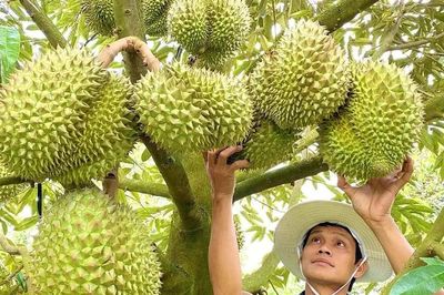 7 tháng, xuất khẩu nông lâm thủy sản đạt gần 43 tỷ USD