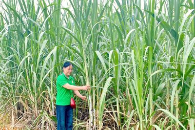 Nữ nông dân làm giàu trên vùng đất biên cương