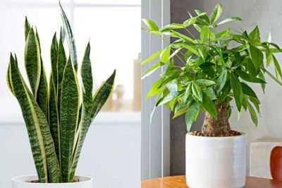 4 loại cây là biểu tượng tài lộc giúp gia chủ sung túc giàu sang đặc biệt là loại thứ 3