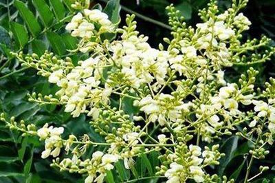 Loại nụ hoa quen thuộc chứa rutin tốt cho mạch máu, bác sĩ lưu ý không nên dùng theo 'truyền miệng'