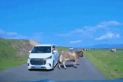 Bị chú bò 'chiếm làn', tài xế ô tô tung chiêu khiến dân mạng cười ngả nghiêng