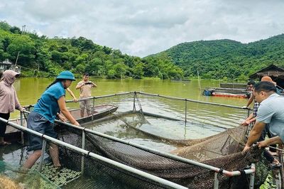 Cá trên sông Lam tiếp tục chết, thiệt hại hơn 2,7 tấn sau gần 2 tháng