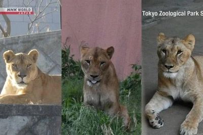 Ba con sư tử chết tại sở thú ở Tokyo, nghi bị sốc nhiệt