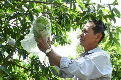 Nâng tầm giá trị trái mãng cầu gai
