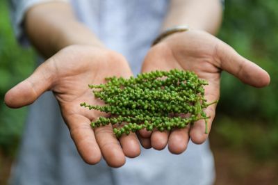 Xuất khẩu 'vàng đen' của Việt Nam: Tăng về lượng nhưng giảm về giá