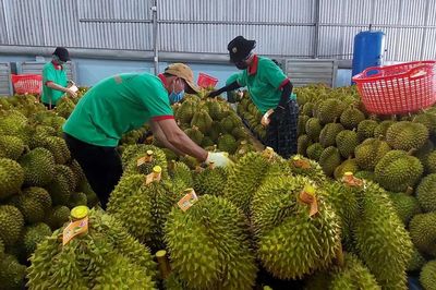 Chủ tịch UBND xã được cấp mã số vùng trồng, thời gian giải quyết còn 3 ngày