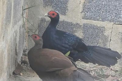 Đón 10 cá thể gà lôi lam mào trắng từ châu Âu trở về Quảng Trị