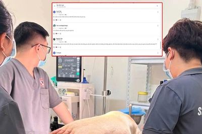 Thú cưng tử vong sau phẫu thuật, phòng khám nhận 'bão' 1 sao