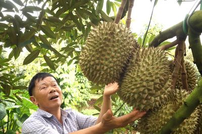 Để nông sản tỷ đô không vỡ trận xuất khẩu - Kỳ 2: Lộ 'miếng bánh' béo bở