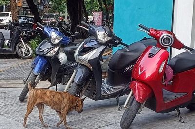 Phạt đến 2 triệu đồng, chó thả rông vẫn 'nhông nhông' ngoài đường và công viên