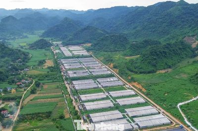 Đề xuất gắn camera giám sát 3 trại lợn 'khủng' từng vi phạm môi trường