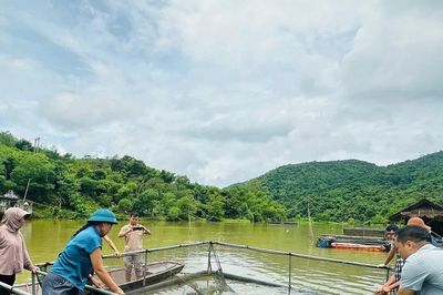 Cá nuôi lồng liên tiếp chết bất thường, chưa rõ nguyên nhân