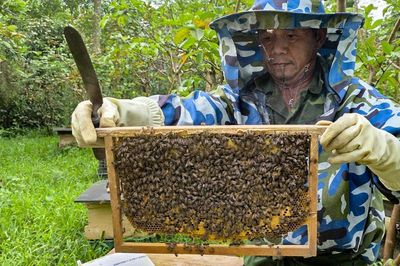 Giá mật ong giảm hơn một nửa sau 10 năm, người dân vùng cao Quảng Trị lao đao