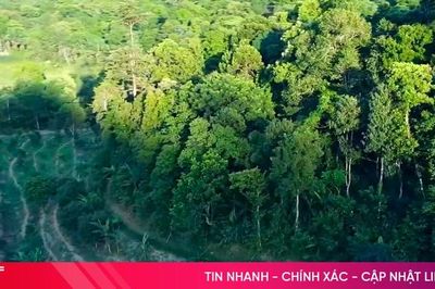 Hà Tĩnh mở lối vào thị trường tín chỉ carbon từ rừng