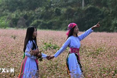 Tuyên Quang: Lễ hội hoa Tam giác mạch 2026 sẽ khai mạc ngày 6/11 tại Đồng Văn