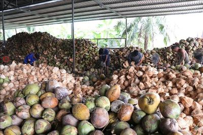 Giá dừa khô giảm mạnh, nhiều nhà vườn bán dừa tươi bù thu nhập