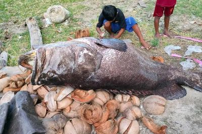 3 cậu bé bắt được con cá mú khổng lồ nặng 150kg trên biển