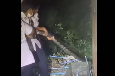 Bắt sống trăn khổng lồ dài 4,5 mét bò vào vườn nhà dân