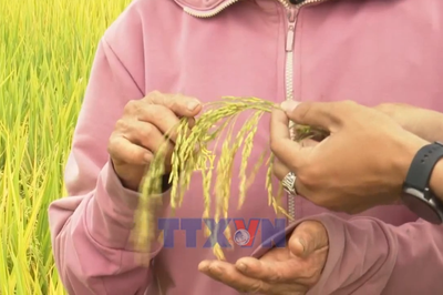 Hình thành chuỗi giá trị gạo ST25