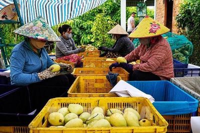 Xoài Đồng Tháp, từ vườn cây đến ngành hàng tỷ đồng