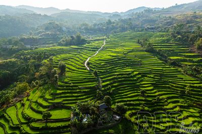 Mùa xanh trên những thửa ruộng bậc thang