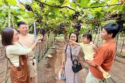 Từ vườn nho hữu cơ đến điểm hẹn du lịch nông nghiệp